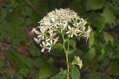 Schreber's Aster, Eurybia schreberi