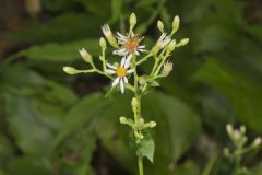 Schreber's Aster, Eurybia schreberi