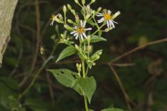 Schreber's Aster, Eurybia schreberi