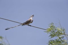 Scissor-tailed flycatcher, Tyrannus forficatus