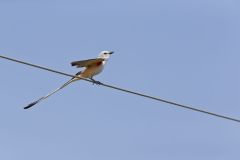 Scissor-tailed flycatcher, Tyrannus forficatus