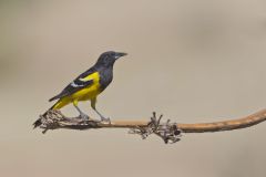 Scott's Oriole, Icterus parisorum