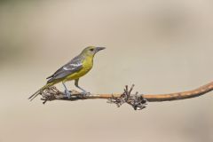 Scott's Oriole, Icterus parisorum