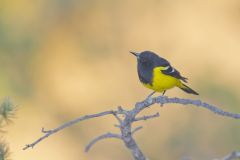 Scott's Oriole, Icterus parisorum