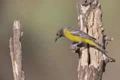 Scott's Oriole, Icterus parisorum