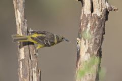 Scott's Oriole, Icterus parisorum