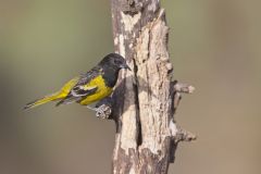 Scott's Oriole, Icterus parisorum