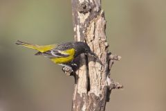 Scott's Oriole, Icterus parisorum