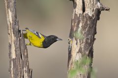 Scott's Oriole, Icterus parisorum