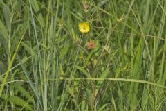 Seedbox, Ludwigia alternifolia