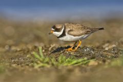 Semipalmated Plover, Charadrius semipalmatus