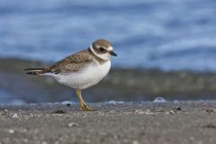 Semipalmated Plover, Charadrius semipalmatus