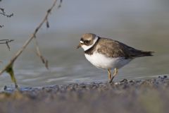 Semipalmated Plover, Charadrius semipalmatus