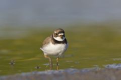 Semipalmated Plover, Charadrius semipalmatus