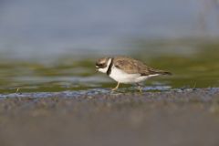 Semipalmated Plover, Charadrius semipalmatus