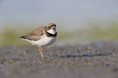 Semipalmated Plover, Charadrius semipalmatus