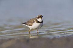 Semipalmated Plover, Charadrius semipalmatus