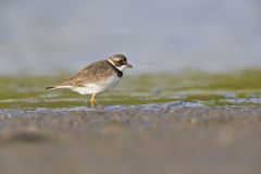 Semipalmated Plover, Charadrius semipalmatus