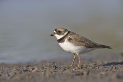 Semipalmated Plover, Charadrius semipalmatus