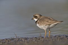 Semipalmated Plover, Charadrius semipalmatus