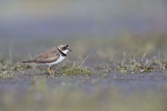 Semipalmated Plover, Charadrius semipalmatus