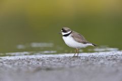 Semipalmated Plover, Charadrius semipalmatus