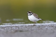 Semipalmated Plover, Charadrius semipalmatus