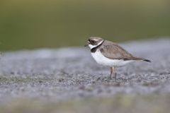 Semipalmated Plover, Charadrius semipalmatus