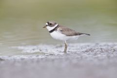 Semipalmated Plover, Charadrius semipalmatus