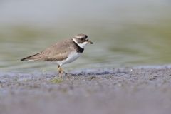 Semipalmated Plover, Charadrius semipalmatus