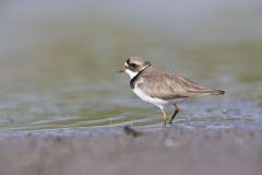 Semipalmated Plover, Charadrius semipalmatus