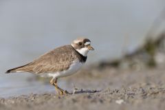 Semipalmated Plover, Charadrius semipalmatus