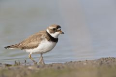 Semipalmated Plover, Charadrius semipalmatus