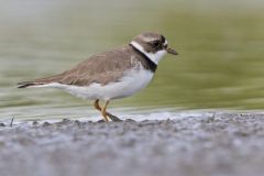 Semipalmated Plover, Charadrius semipalmatus