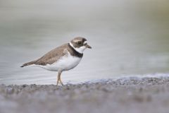 Semipalmated Plover, Charadrius semipalmatus