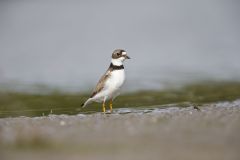 Semipalmated Plover, Charadrius semipalmatus