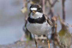 Semipalmated Plover, Charadrius semipalmatus