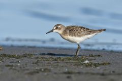 Semipalmated Sandpiper, Calidris pusilla