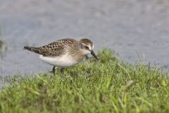 Semipalmated Sandpiper, Calidris pusilla