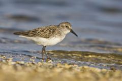 Semipalmated Sandpiper, Calidris pusilla