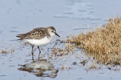 Semipalmated Sandpiper, Calidris pusilla