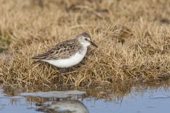 Semipalmated Sandpiper, Calidris pusilla