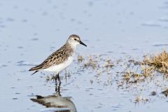 Semipalmated Sandpiper, Calidris pusilla