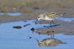 Semipalmated Sandpiper, Calidris pusilla