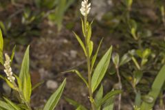 Seneca Snakeroot, Senega officinalis