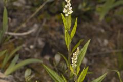 Seneca Snakeroot, Senega officinalis