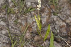 Seneca Snakeroot, Senega officinalis