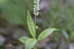 Seneca Snakeroot, Senega officinalis