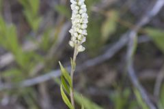 Seneca Snakeroot, Senega officinalis