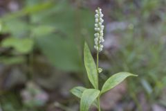 Seneca Snakeroot, Senega officinalis